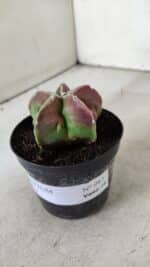 ASTROPHYTUM MYRIOSTIGMA Nº 983 – vaso 09 - Imagem 9