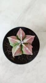 ASTROPHYTUM MYRIOSTIGMA Nº 983 – vaso 09 - Imagem 3