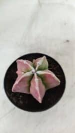 ASTROPHYTUM MYRIOSTIGMA Nº 983 – vaso 09 - Imagem 7