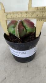 ASTROPHYTUM MYRIOSTIGMA Nº 983 – vaso 09 - Imagem 4