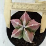 ASTROPHYTUM MYRIOSTIGMA Nº 983 – vaso 09