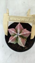 ASTROPHYTUM MYRIOSTIGMA Nº 983 – vaso 09