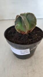 ASTROPHYTUM MYRIOSTIGMA Nº 984 – vaso 11 - Imagem 8