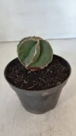 ASTROPHYTUM MYRIOSTIGMA Nº 984 – vaso 11 - Imagem 7