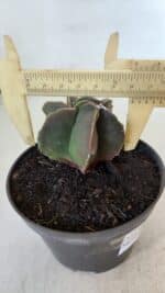 ASTROPHYTUM MYRIOSTIGMA Nº 984 – vaso 11 - Imagem 4