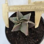 ASTROPHYTUM MYRIOSTIGMA Nº 984 – vaso 11