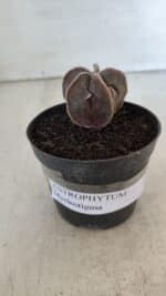 ASTROPHYTUM MYRIOSTIGMA Nº 986 – vaso 09 - Imagem 2