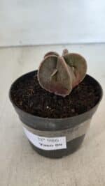 ASTROPHYTUM MYRIOSTIGMA Nº 986 – vaso 09 - Imagem 8