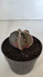 ASTROPHYTUM MYRIOSTIGMA Nº 986 – vaso 09 - Imagem 7