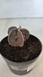 ASTROPHYTUM MYRIOSTIGMA Nº 986 – vaso 09 - Imagem 6