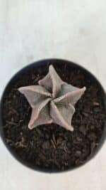 ASTROPHYTUM MYRIOSTIGMA Nº 986 – vaso 09 - Imagem 3