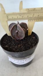 ASTROPHYTUM MYRIOSTIGMA Nº 986 – vaso 09 - Imagem 4