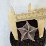 ASTROPHYTUM MYRIOSTIGMA Nº 986 – vaso 09