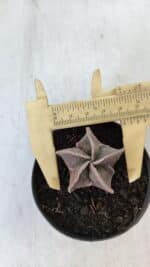 ASTROPHYTUM MYRIOSTIGMA Nº 986 – vaso 09