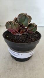 ASTROPHYTUM MYRIOSTIGMA "Colônia" Nº 987 – vaso 11 - Imagem 2