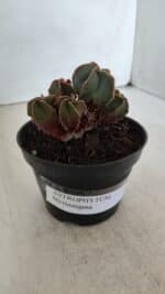 ASTROPHYTUM MYRIOSTIGMA "Colônia" Nº 987 – vaso 11 - Imagem 8