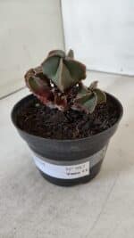 ASTROPHYTUM MYRIOSTIGMA "Colônia" Nº 987 – vaso 11 - Imagem 7