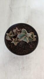 ASTROPHYTUM MYRIOSTIGMA "Colônia" Nº 987 – vaso 11 - Imagem 6