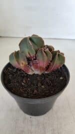 ASTROPHYTUM MYRIOSTIGMA "Colônia" Nº 987 – vaso 11 - Imagem 3