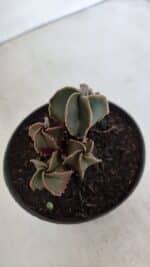 ASTROPHYTUM MYRIOSTIGMA "Colônia" Nº 987 – vaso 11 - Imagem 5