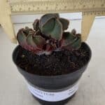 ASTROPHYTUM MYRIOSTIGMA "Colônia" Nº 987 – vaso 11