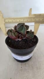 ASTROPHYTUM MYRIOSTIGMA "Colônia" Nº 987 – vaso 11