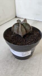 ASTROPHYTUM MYRIOSTIGMA Nº 988 – vaso 11 - Imagem 8