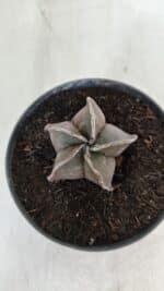 ASTROPHYTUM MYRIOSTIGMA Nº 988 – vaso 11 - Imagem 3