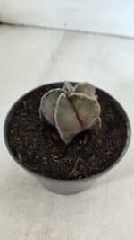 ASTROPHYTUM MYRIOSTIGMA Nº 988 – vaso 11 - Imagem 7