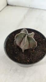 ASTROPHYTUM MYRIOSTIGMA Nº 988 – vaso 11 - Imagem 6