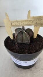 ASTROPHYTUM MYRIOSTIGMA Nº 988 – vaso 11 - Imagem 4