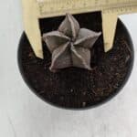 ASTROPHYTUM MYRIOSTIGMA Nº 988 – vaso 11