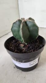 ASTROPHYTUM MYRIOSTIGMA Nº 989 – vaso 11 - Imagem 10