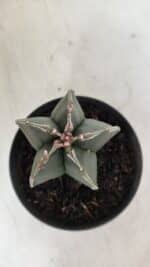 ASTROPHYTUM MYRIOSTIGMA Nº 989 – vaso 11 - Imagem 3