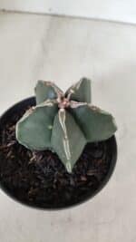 ASTROPHYTUM MYRIOSTIGMA Nº 989 – vaso 11 - Imagem 9