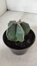 ASTROPHYTUM MYRIOSTIGMA Nº 989 – vaso 11 - Imagem 8