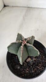 ASTROPHYTUM MYRIOSTIGMA Nº 989 – vaso 11 - Imagem 7