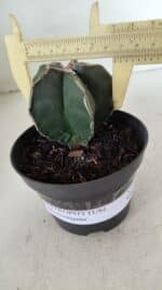 ASTROPHYTUM MYRIOSTIGMA Nº 989 – vaso 11 - Imagem 6
