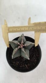 ASTROPHYTUM MYRIOSTIGMA Nº 989 – vaso 11