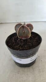 ASTROPHYTUM MYRIOSTIGMA Nº 990 – vaso 09 - Imagem 2