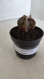 ASTROPHYTUM MYRIOSTIGMA Nº 990 – vaso 09 - Imagem 9