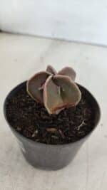 ASTROPHYTUM MYRIOSTIGMA Nº 990 – vaso 09 - Imagem 7