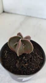 ASTROPHYTUM MYRIOSTIGMA Nº 990 – vaso 09 - Imagem 6