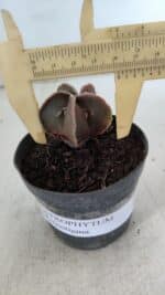 ASTROPHYTUM MYRIOSTIGMA Nº 990 – vaso 09 - Imagem 4