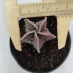 ASTROPHYTUM MYRIOSTIGMA Nº 990 – vaso 09