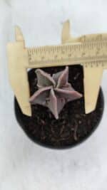 ASTROPHYTUM MYRIOSTIGMA Nº 990 – vaso 09