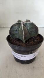 ASTROPHYTUM MYRIOSTIGMA Nº 991 – vaso 11 - Imagem 2