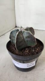 ASTROPHYTUM MYRIOSTIGMA Nº 991 – vaso 11 - Imagem 10