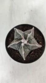 ASTROPHYTUM MYRIOSTIGMA Nº 991 – vaso 11 - Imagem 3