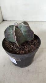 ASTROPHYTUM MYRIOSTIGMA Nº 991 – vaso 11 - Imagem 9